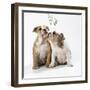 Bulldog Puppies under Mistletoe-null-Framed Premium Photographic Print