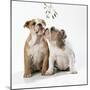 Bulldog Puppies under Mistletoe-null-Mounted Premium Photographic Print