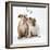 Bulldog Puppies under Mistletoe-null-Framed Photographic Print