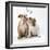 Bulldog Puppies under Mistletoe-null-Framed Photographic Print