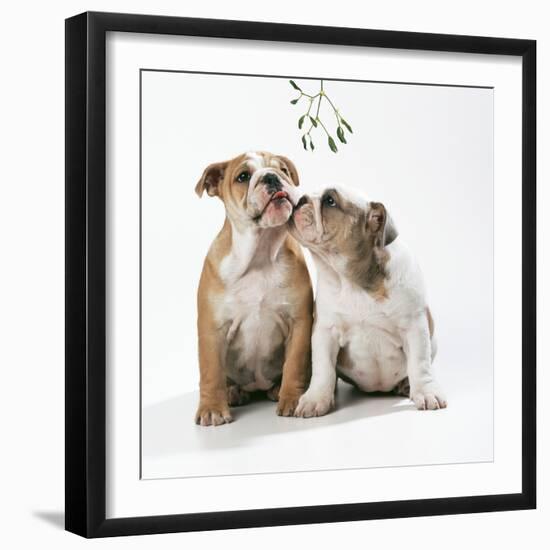 Bulldog Puppies under Mistletoe-null-Framed Photographic Print