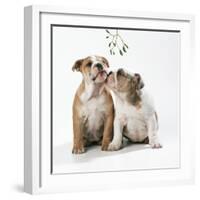 Bulldog Puppies under Mistletoe-null-Framed Photographic Print