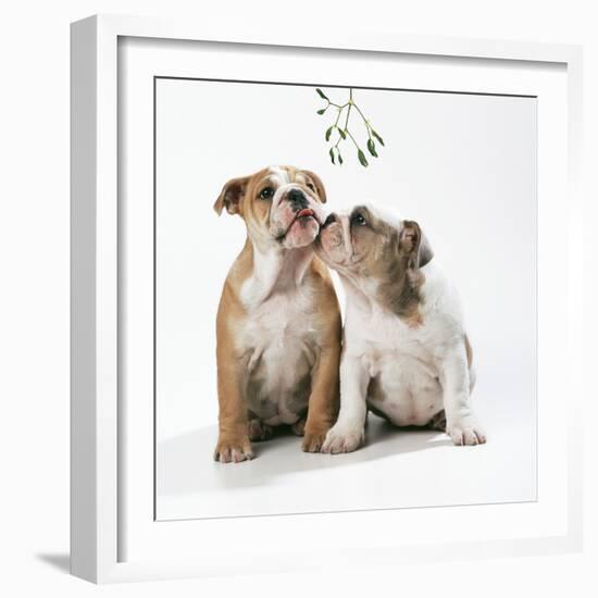 Bulldog Puppies under Mistletoe-null-Framed Photographic Print