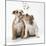 Bulldog Puppies under Mistletoe-null-Mounted Photographic Print
