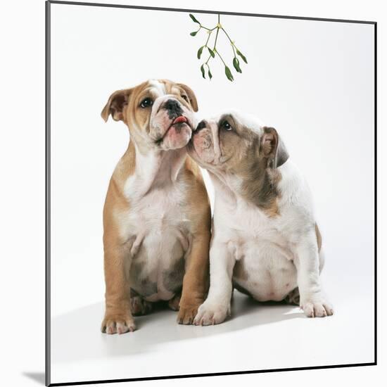 Bulldog Puppies under Mistletoe-null-Mounted Photographic Print