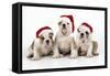 Bulldog Puppies Wearing Christmas Hats-null-Framed Stretched Canvas