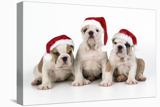 Bulldog Puppies Wearing Christmas Hats-null-Stretched Canvas