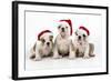 Bulldog Puppies Wearing Christmas Hats-null-Framed Photographic Print