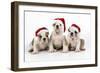 Bulldog Puppies Wearing Christmas Hats-null-Framed Photographic Print