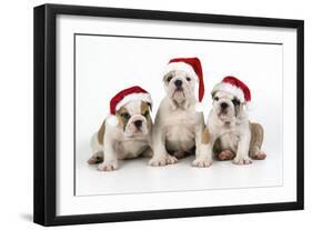 Bulldog Puppies Wearing Christmas Hats-null-Framed Photographic Print