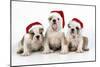 Bulldog Puppies Wearing Christmas Hats-null-Mounted Photographic Print