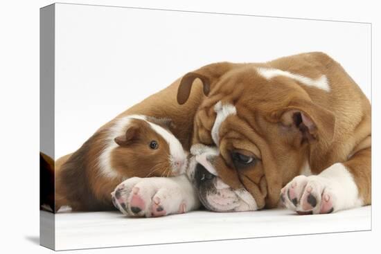 Bulldog Puppy, 11 Weeks, and Guinea Pig-Mark Taylor-Stretched Canvas