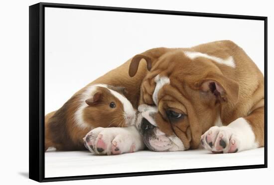 Bulldog Puppy, 11 Weeks, and Guinea Pig-Mark Taylor-Framed Stretched Canvas