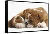 Bulldog Puppy, 11 Weeks, and Guinea Pig-Mark Taylor-Framed Stretched Canvas
