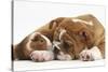 Bulldog Puppy, 11 Weeks, and Guinea Pig-Mark Taylor-Stretched Canvas