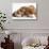 Bulldog Puppy, 11 Weeks, and Guinea Pig-Mark Taylor-Stretched Canvas displayed on a wall