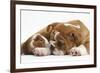 Bulldog Puppy, 11 Weeks, and Guinea Pig-Mark Taylor-Framed Photographic Print
