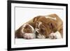 Bulldog Puppy, 11 Weeks, and Guinea Pig-Mark Taylor-Framed Photographic Print