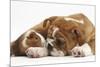 Bulldog Puppy, 11 Weeks, and Guinea Pig-Mark Taylor-Mounted Photographic Print