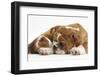 Bulldog Puppy, 11 Weeks, and Guinea Pig-Mark Taylor-Framed Photographic Print