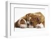 Bulldog Puppy, 11 Weeks, and Guinea Pig-Mark Taylor-Framed Photographic Print