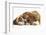 Bulldog Puppy, 11 Weeks, and Guinea Pig-Mark Taylor-Framed Photographic Print