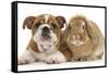 Bulldog Puppy, 11 Weeks, and Sandy Lop Rabbit-Mark Taylor-Framed Stretched Canvas