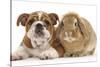 Bulldog Puppy, 11 Weeks, and Sandy Lop Rabbit-Mark Taylor-Stretched Canvas