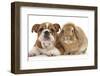 Bulldog Puppy, 11 Weeks, and Sandy Lop Rabbit-Mark Taylor-Framed Photographic Print