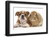 Bulldog Puppy, 11 Weeks, and Sandy Lop Rabbit-Mark Taylor-Framed Photographic Print