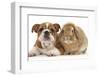 Bulldog Puppy, 11 Weeks, and Sandy Lop Rabbit-Mark Taylor-Framed Photographic Print