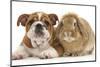 Bulldog Puppy, 11 Weeks, and Sandy Lop Rabbit-Mark Taylor-Mounted Photographic Print