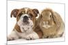 Bulldog Puppy, 11 Weeks, and Sandy Lop Rabbit-Mark Taylor-Mounted Photographic Print