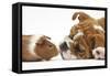 Bulldog Puppy, 11 Weeks, Face-To-Face with Guinea Pig-Mark Taylor-Framed Stretched Canvas