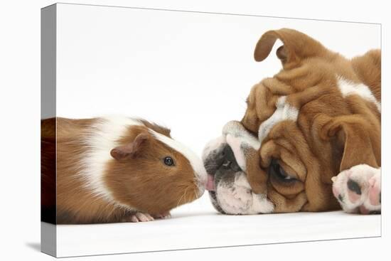 Bulldog Puppy, 11 Weeks, Face-To-Face with Guinea Pig-Mark Taylor-Stretched Canvas