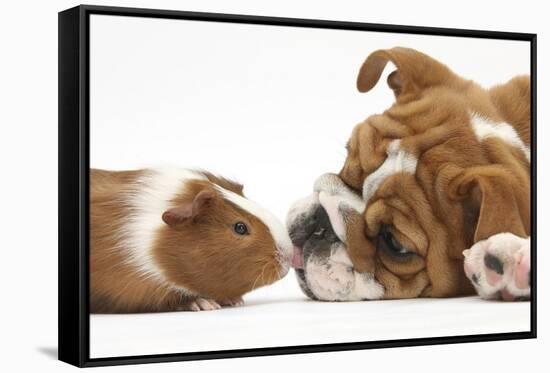 Bulldog Puppy, 11 Weeks, Face-To-Face with Guinea Pig-Mark Taylor-Framed Stretched Canvas