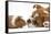 Bulldog Puppy, 11 Weeks, Face-To-Face with Guinea Pig-Mark Taylor-Framed Stretched Canvas