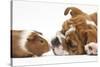 Bulldog Puppy, 11 Weeks, Face-To-Face with Guinea Pig-Mark Taylor-Stretched Canvas