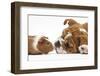 Bulldog Puppy, 11 Weeks, Face-To-Face with Guinea Pig-Mark Taylor-Framed Premium Photographic Print