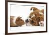 Bulldog Puppy, 11 Weeks, Face-To-Face with Guinea Pig-Mark Taylor-Framed Photographic Print