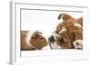 Bulldog Puppy, 11 Weeks, Face-To-Face with Guinea Pig-Mark Taylor-Framed Photographic Print