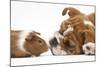 Bulldog Puppy, 11 Weeks, Face-To-Face with Guinea Pig-Mark Taylor-Mounted Photographic Print