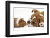 Bulldog Puppy, 11 Weeks, Face-To-Face with Guinea Pig-Mark Taylor-Framed Photographic Print