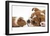 Bulldog Puppy, 11 Weeks, Face-To-Face with Guinea Pig-Mark Taylor-Framed Photographic Print