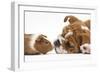 Bulldog Puppy, 11 Weeks, Face-To-Face with Guinea Pig-Mark Taylor-Framed Photographic Print