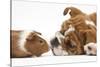 Bulldog Puppy, 11 Weeks, Face-To-Face with Guinea Pig-Mark Taylor-Stretched Canvas