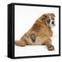 Bulldog Puppy, 11 Weeks, Rear View Sprawled Out and Looking Round-Mark Taylor-Framed Stretched Canvas