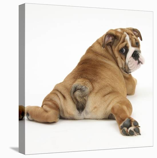 Bulldog Puppy, 11 Weeks, Rear View Sprawled Out and Looking Round-Mark Taylor-Stretched Canvas