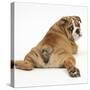 Bulldog Puppy, 11 Weeks, Rear View Sprawled Out and Looking Round-Mark Taylor-Stretched Canvas