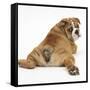 Bulldog Puppy, 11 Weeks, Rear View Sprawled Out and Looking Round-Mark Taylor-Framed Stretched Canvas